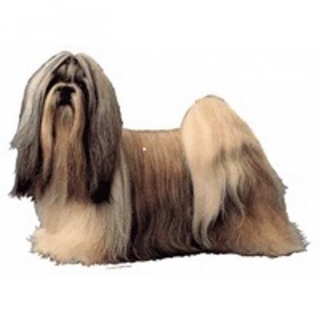 Klistermærke, Shih Tzu