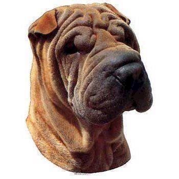 Klistermærke, Shar Pei