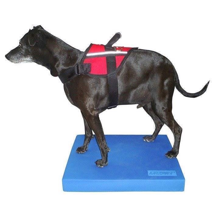 FitPAWS Balnce Pad til træning af hunde med store balance